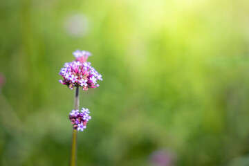 The background image of the colorful flowers