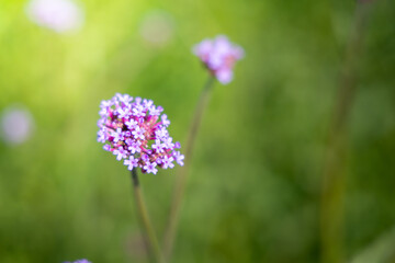 The background image of the colorful flowers
