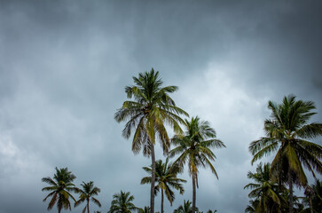 View of coconut trees against overcast sky background, Pollachi, Tamil Nadu, India