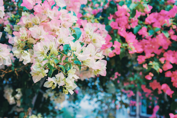 Bougainvillea flower on fence.