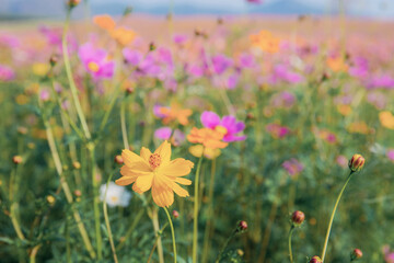 Obraz na płótnie Canvas Cosmos flower and colorful on field.