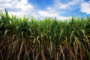 Sugarcane with sky at sunlight.