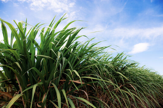 Sugarcane with blue sky.