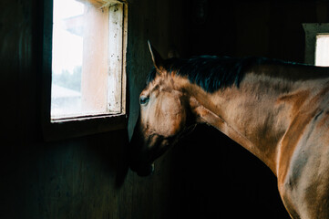 horse in field