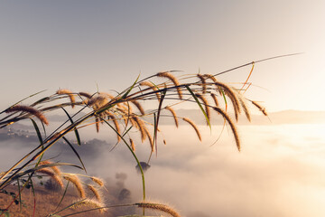 Close-Up of Grass Flowers Against Mountain Range During Morning Fog at Sunrise, Abstract Flower Grass With Landscape Scenery in The Mist Background.