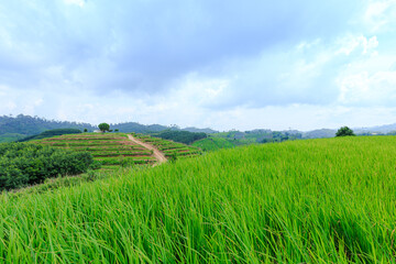 Fototapeta na wymiar Rice terraces On the high mountains of northern Thailand