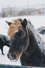 horse in field
