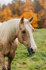 Naklejka premium horse in field