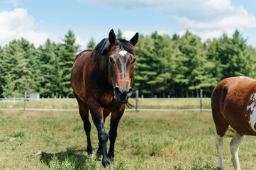 Fototapeta premium horse in field