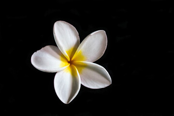 Tropical flowers frangipani(plumeria). White and yellow plumeria flowers on black background.