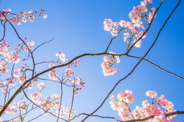 Cherry Tree Blossom Flowers. Spring Cherry Blossom. Blooming Flowers.
