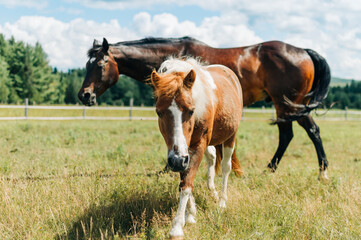 horse in field