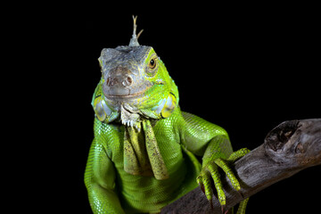Big green iguana on isolated black background