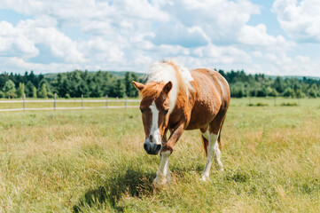 horse in field