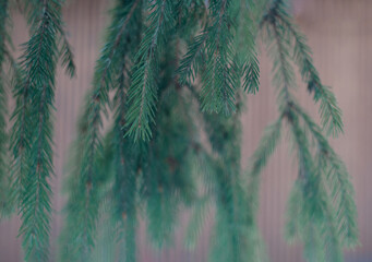 spruce branches close-up in winter