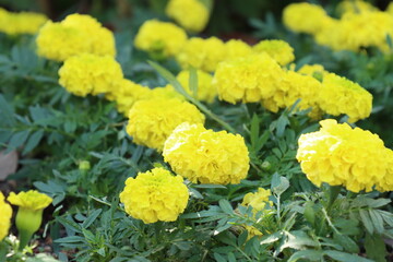 yellow flowers in the garden
