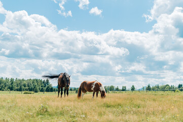 horse in field
