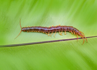A centipede can bite. It is a poisonous animal and has a lot of legs.