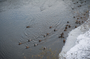 flock of ducks on the river in winter