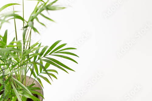 観葉植物のヤシ テーブルヤシ Wall Mural Wallpaper Murals 建太 阿部