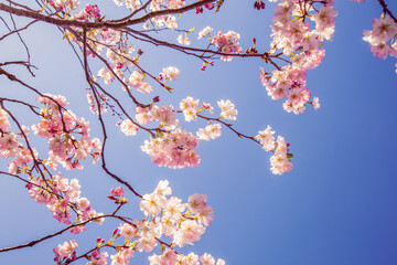 pink cherry blossom in spring