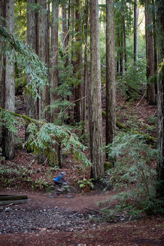 Solo mountain biker on a trail in the redwoods