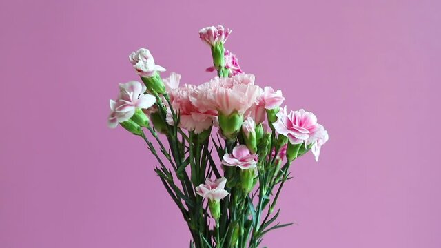 rotation of bouquet of carnation flowers with green leaves with pink background. romantic concept for lovers and valentine .
