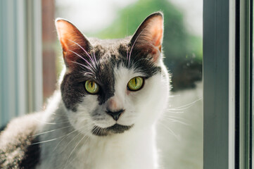 portrait of a cat