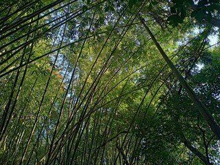 Fototapeta premium Bamboo in the forest