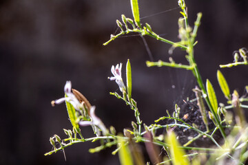 Close up fresh Andrographis paniculata plant in a garden.Commonly known as Creat or green Chireta plant.