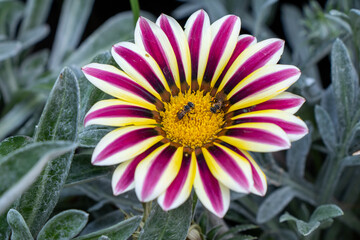 Beautiful Gazania yellow mix purple flower in a garden.Sometimes called Treasure Flower or African Daisy.