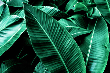 tropical banana leaf texture in garden, abstract green leaf, large palm foliage nature dark green background