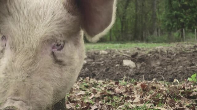 A close-up of a pig eating grass on the farm