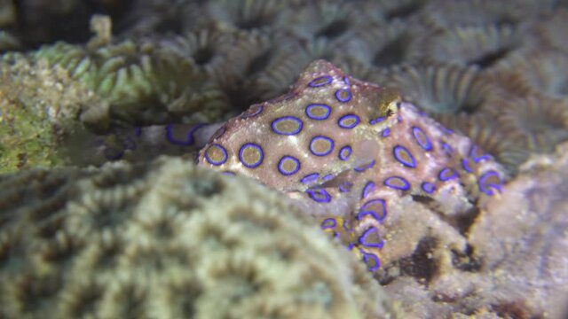 Blue ring octopus crawling over coral reef and changing color before hiding into a brain coral