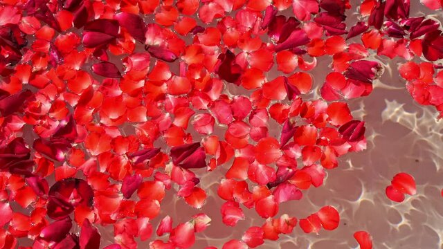 Close-up of red rose petals floats on water surface