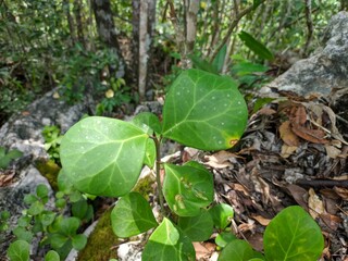 Tabat Barito Plants (Ficus Deltoidea Var Kunstleri) in the Tropical Nature of Borneo