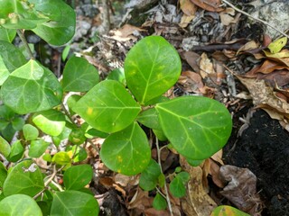Tabat Barito Plants (Ficus Deltoidea Var Kunstleri) in the Tropical Nature of Borneo