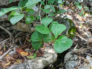 Tabat Barito Plants (Ficus Deltoidea Var Kunstleri) in the Tropical Nature of Borneo