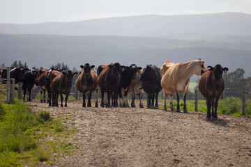 Fototapeta na wymiar herd of cows after milking in dairy farm