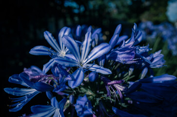 Blue agapanthus flower