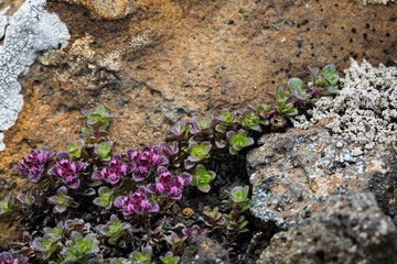 Purple flowers over rocks and dirt of various colors.