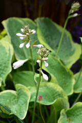 ホスタの咲き始め