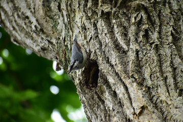 巣穴の前で上を向くゴジュウカラ