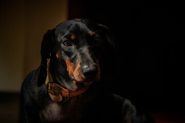 Obraz premium portrait of a black dog