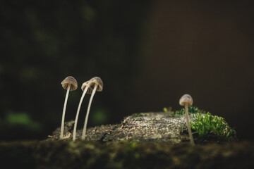 Mushrooms in woods