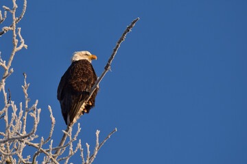 Alaskan bald eagle in a frosty tree with a bright blue sky.