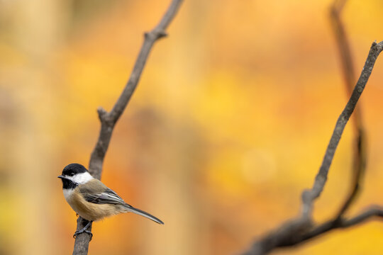 Black-capped chickadee in fall
