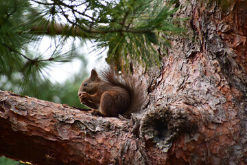 松の木で木の実を食べる子リス