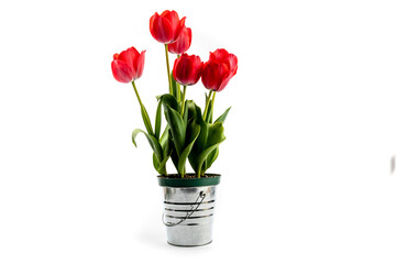 a pot of pink tulips in a shiny galvanized tin pail bucket isolated on white
