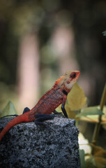 Red Chameleon 